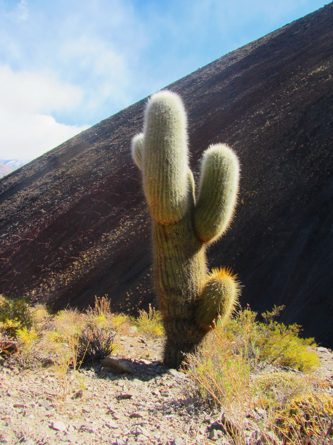 Cactus with the lava slope of the southern cone